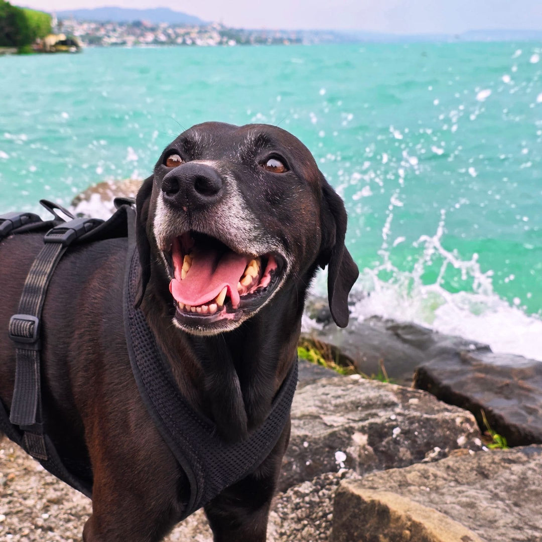 Tierfreunde